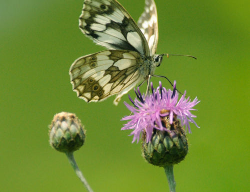 Bezaubernde Welt der Schmetterlinge